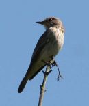 SPOTTED FLYCATCHER